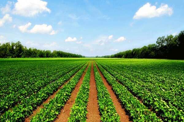 ثبت دقیق جزئیات زمین کشاورزی در قرارداد